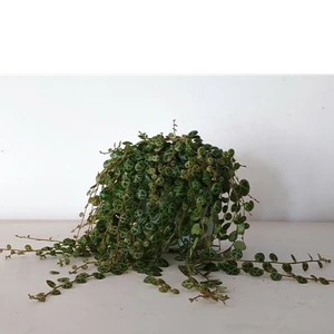 Peperomia prostrata - String of Turtles 14cm hanging - image 3