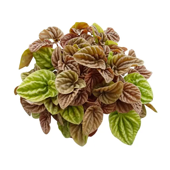 Peperomia caperata 'Quito Lime' - image 2