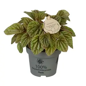 Peperomia caperata 'Quito Lime' - image 1