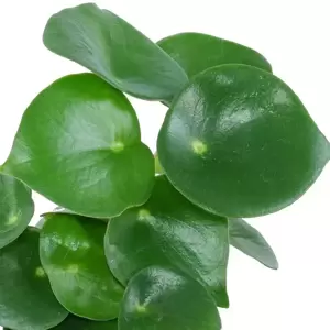 Peperomia polybotrya 'Raindrop' 14cm - image 1