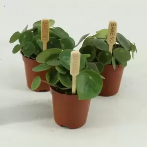 Peperomia polybotrya 'Raindrop' 6cm