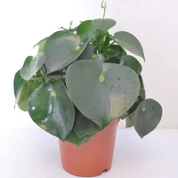 Peperomia polybotrya 'Raindrop' 15cm - image 2