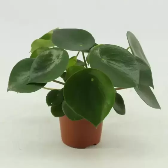 Peperomia polybotrya 'Raindrop' 14cm - image 3