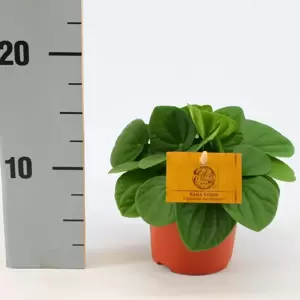 Peperomia albovittata 'Rana Verde' - image 3