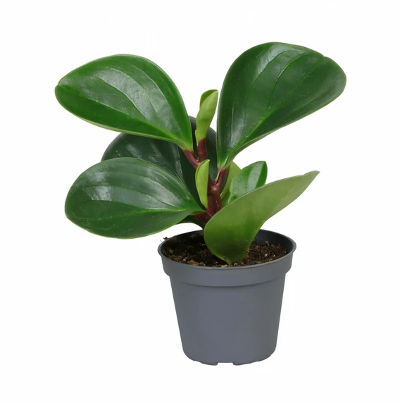 Peperomia obtusifolia 'Red Canyon' 6cm
