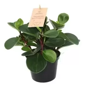 Peperomia obtusifolia 'Red Canyon' 14cm