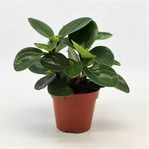 Peperomia obtusifolia 'Red Canyon' 12cm