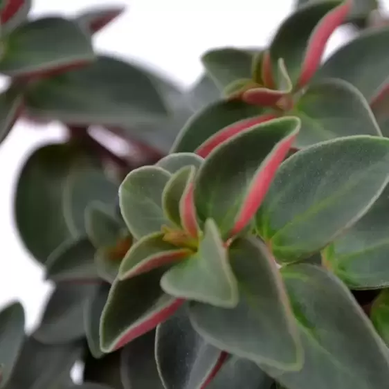 Peperomia verticilata 'Red Log' 10.5cm - image 2