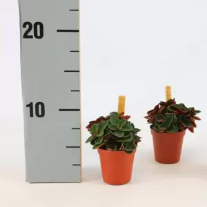 Peperomia verticilata 'Red Log' 6cm - image 2