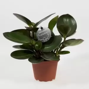 Peperomia obtusifolia 'Red Margin'