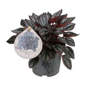 Peperomia 'Rio'