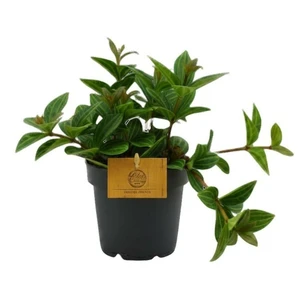 Peperomia angulata 'Rocca Alto'