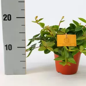 Peperomia angulata 'Rocca Scuro' 12cm - image 3