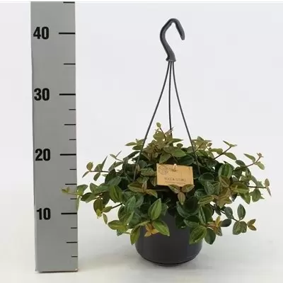 Peperomia angulata 'Rocca Scuro' 14cm Hanging Pot - image 2