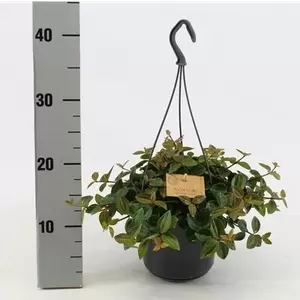 Peperomia angulata 'Rocca Scuro' 14cm Hanging Pot - image 2