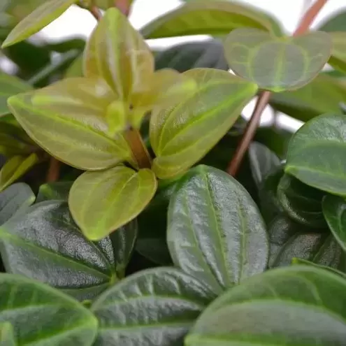 image of Peperomia Angulata 'Rocca Scuro' 12CM