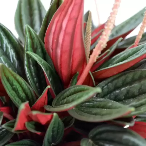 Peperomia caperata 'Rosso' 12cm - image 2