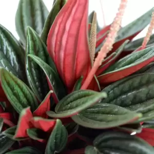 Peperomia caperata 'Rosso' 12cm - image 2