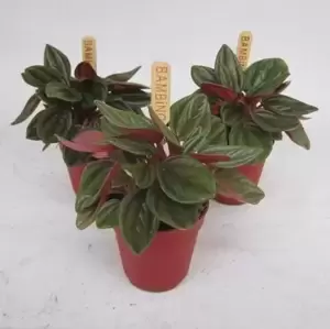 Peperomia caperata 'Rosso' 6cm - image 1