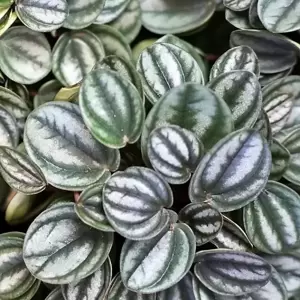 Peperomia caperata 'Royal Princess' - image 2