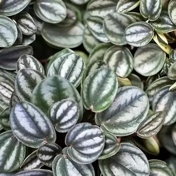 Peperomia caperata 'Royal Princess' - image 4