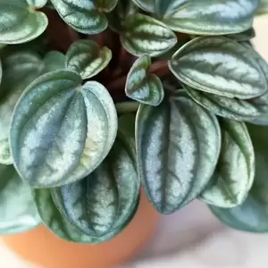 Peperomia caperata 'Royal Princess' - image 3