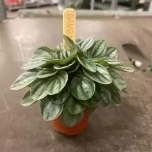 Peperomia caperata 'Royal Princess' - image 1