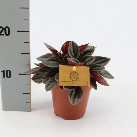 Peperomia 'Santorini' 12cm - image 3