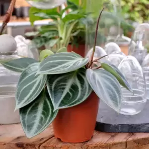 Peperomia sarcophylla - image 1