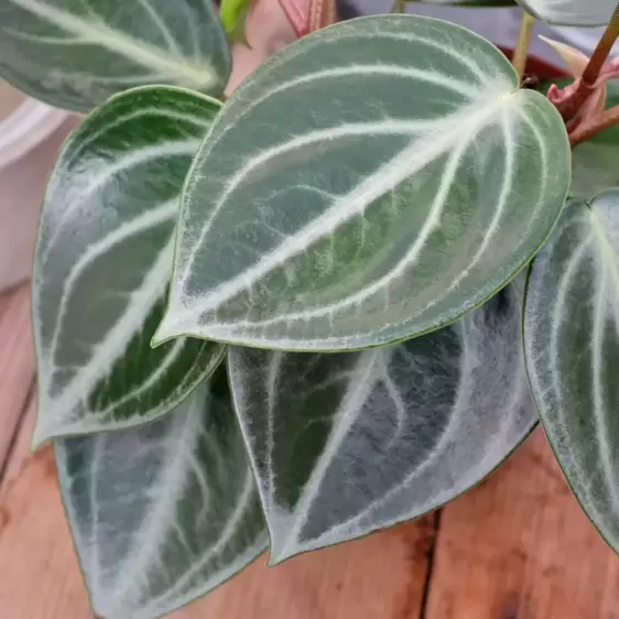 Peperomia sarcophylla - image 2