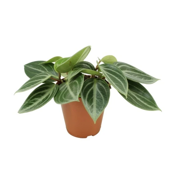 Peperomia sarcophylla - image 3
