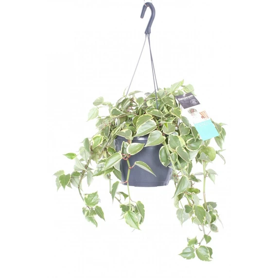 Peperomia scandens 'Variegata' 17cm Hanging Pot
