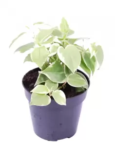 Peperomia scandens 'Variegata' 12cm - image 4