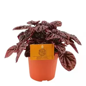 Peperomia schumi red 'Sienna Sunset' - image 4