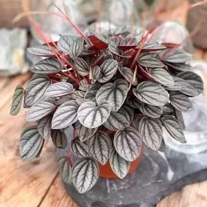 Peperomia 'Sunrise' - image 1