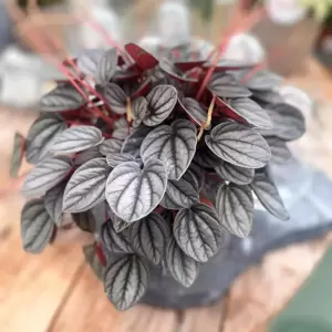 Peperomia 'Sunrise' - image 2