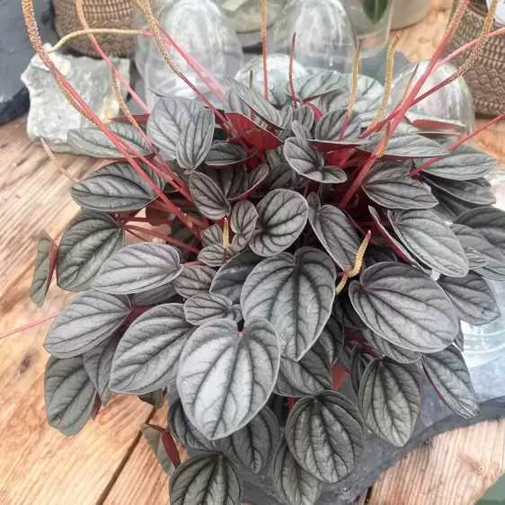 Peperomia 'Sunrise' - image 3