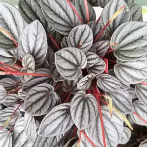 Peperomia 'Sunrise' - image 4