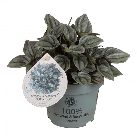 Peperomia 'Tobago'