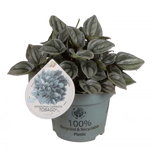 Peperomia 'Tobago'