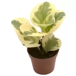 Peperomia obtusifolia 'Variegata'