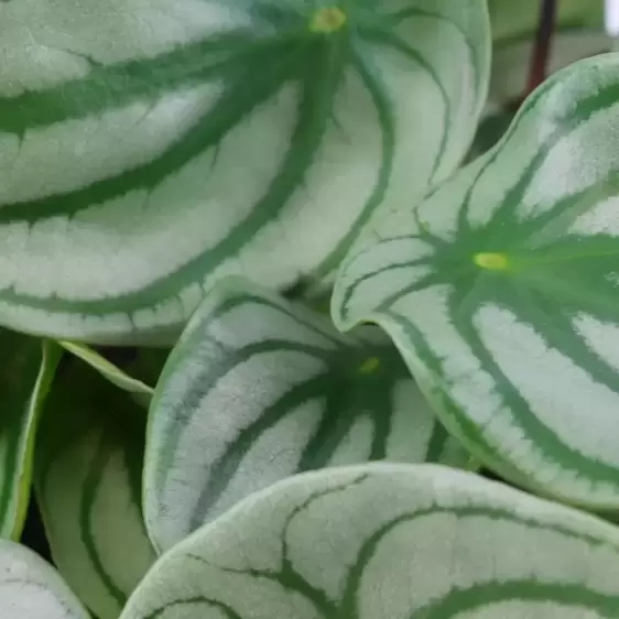 Peperomia argyreia 'Watermelon' 12cm - image 1