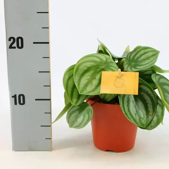 Peperomia argyreia 'Watermelon' 12cm - image 4