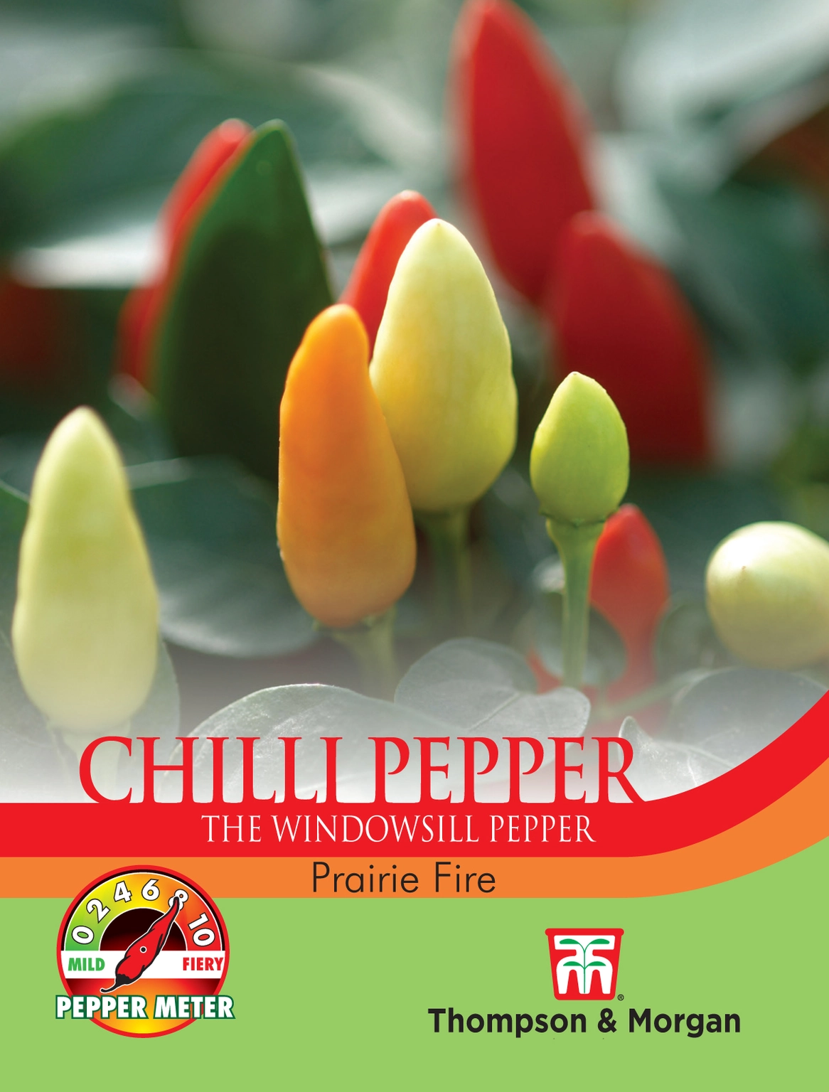 Pepper (Chilli) Prairie Fire Cowell's Garden Centre Woolsington