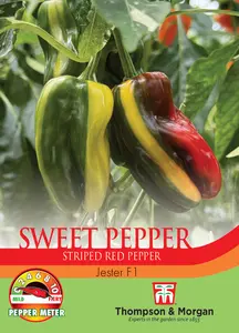 Pepper (Sweet) Jester F1 Seeds - image 1