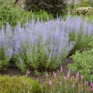 Picture Credit - Walters Gardens, Inc