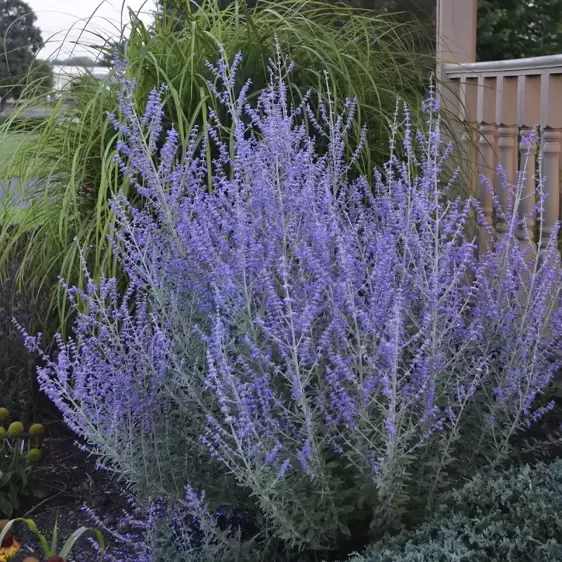 Picture Credit - Walters Gardens, Inc