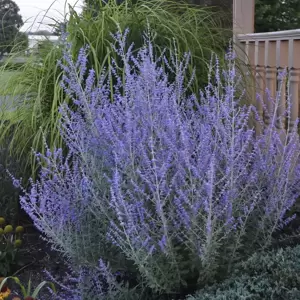Picture Credit - Walters Gardens, Inc
