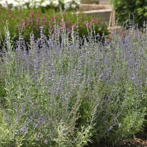 Picture - Ball Horticultural