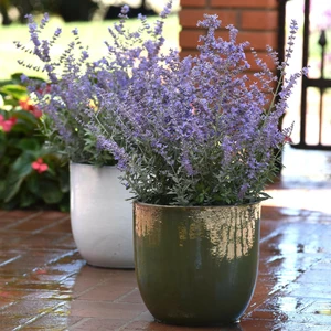 Picture - Ball Horticultural